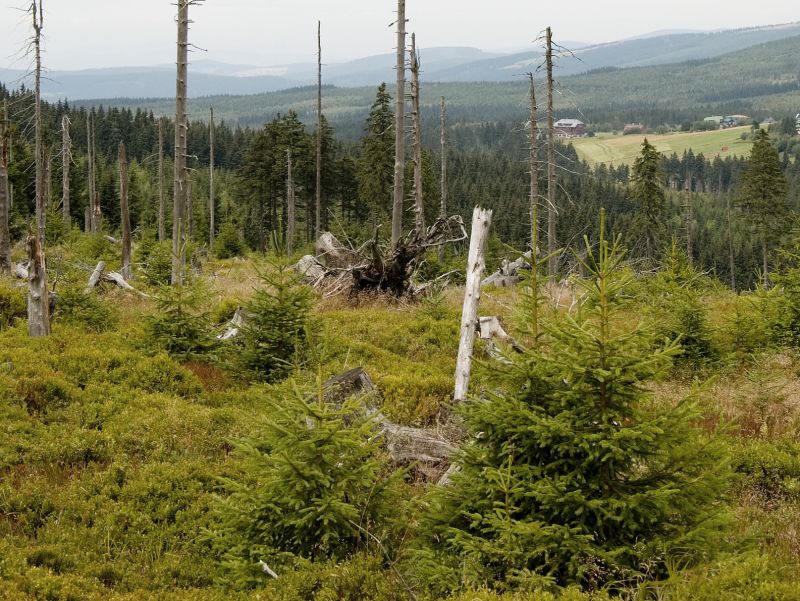 Obnovující se les po kyselých deštích na Černé hoře v Krkonoších - klikněte pro zobrazení detailu