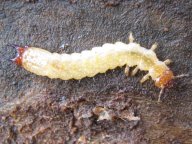 Červenáčkovité chrání protimrazové proteiny : Drobné hmyzí larvy přežívají i v teplotách…