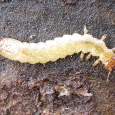 larva Dendroides canadensis