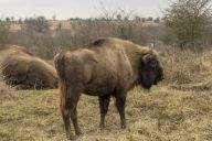 Za zubry a divokými koňmi na Lipno: Loni mezi obcemi Kobylnice a Plískov, na dohled od…