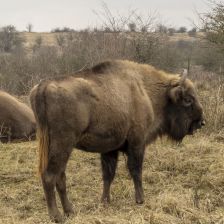 Za zubry a divokými koňmi na Lipno