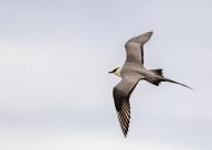 Chaluha malá, pirátka severního pobřeží, jedna z nich už od nás zpátky neodletí Chaluha malá, pirátka severního pobřeží, jedna z nich už od nás zpátky neodletí: Chaluha malá (Stercorarius parasiticus) je pták,…
