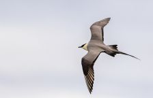 Chaluha malá, pirátka severního pobřeží, jedna z nich už od nás zpátky neodletí