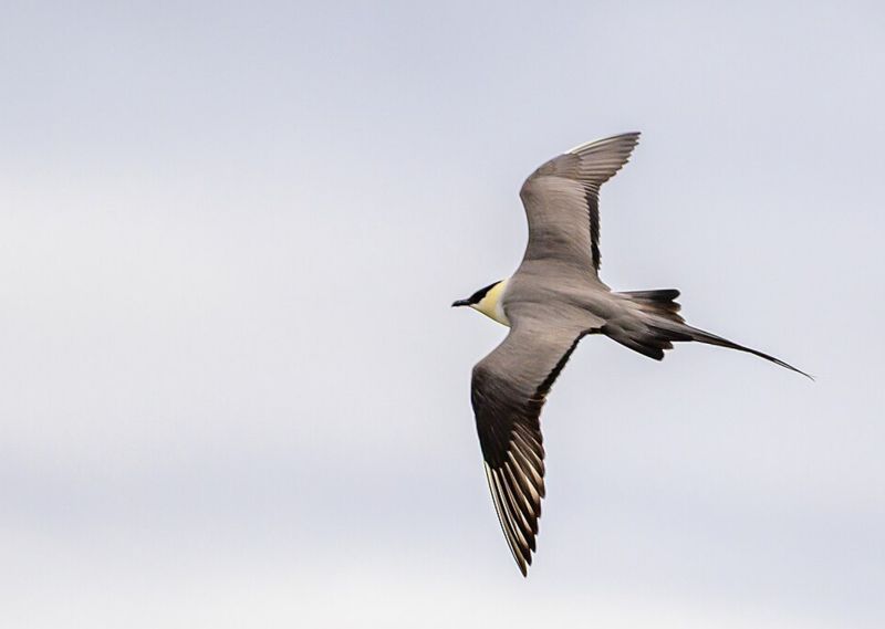 Chaluha malá v letu - klikněte pro zobrazení detailu Chaluha malá v letu - klikněte pro zobrazení detailu