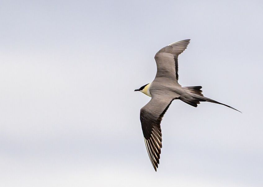 Chaluha malá, pirátka severního pobřeží, jedna z nich už od nás zpátky neodletí Chaluha malá, pirátka severního pobřeží, jedna z nich už od nás zpátky neodletí: Chaluha malá (Stercorarius parasiticus) je pták,…