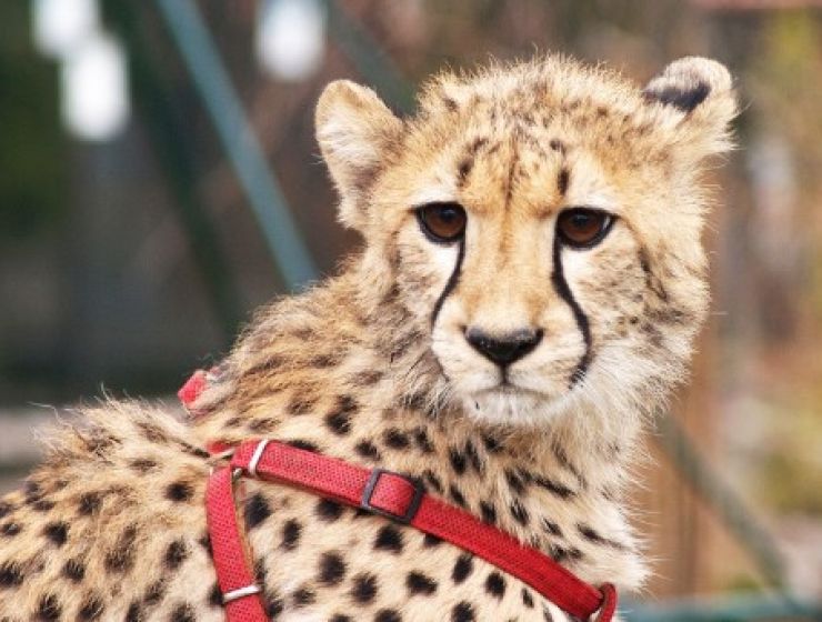 zobrazit detail snímku: Gepardice Mzuri ze ZOO Chleby