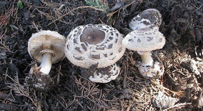 Bedla zahradní (Chlorophyllum brunneum) - klikněte pro zobrazení detailu