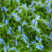 Chloroplast má i další velmi důležitou funkci, krom fotosyntézy, zjistili vědci