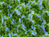 Chloroplast má i další velmi důležitou funkci, krom fotosyntézy, zjistili vědci: Když se řekne chloroplast, každý si představí stejný…