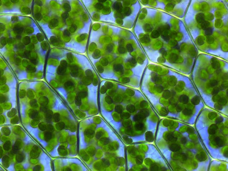 zobrazit detail snímku: chloroplasty měříku příbuzného v optickém mikroskopu