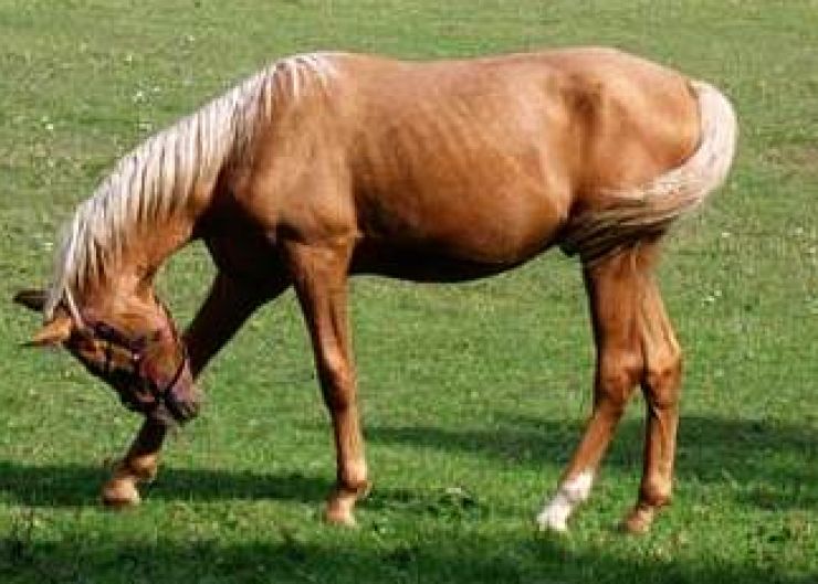 zobrazit detail snímku: Chlumecko-kladrubský plavák