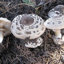 Bedla zahradní (Chlorophyllum brunneum)