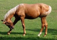 Hřebčín Kinských v Chlumci nad Cidlinou: Po dlouhé době jsem se opět dostal do Chlumce nad…