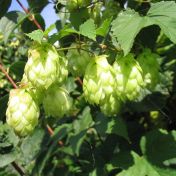 Hořký osud chmele a sladký nástup jižních plodin, aneb jak se mění české zemědělství