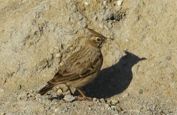 Chocholouš obecný - klikněte pro zobrazení detailu Chocholouš obecný - klikněte pro zobrazení detailu