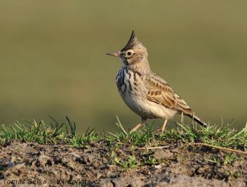 Chocholouš obecný - klikněte pro zobrazení detailu Chocholouš obecný - klikněte pro zobrazení detailu