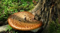 Choroš šupinatý : Tato dřevokazná houba z čeledi chorošovitých...