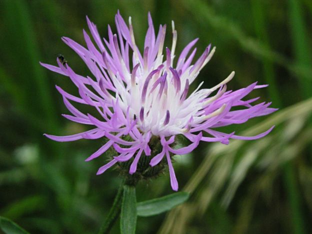 stáhnout tapetu: Chrpa luční