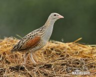 Pomozte zmapovat hnízdiště chřástala polního: Tajemný pták s velmi pronikavým převážně…