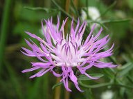 Chrpa luční - Centaurea jacea: Chrpa luční, chrpina luční, nebo chcete-li,...
