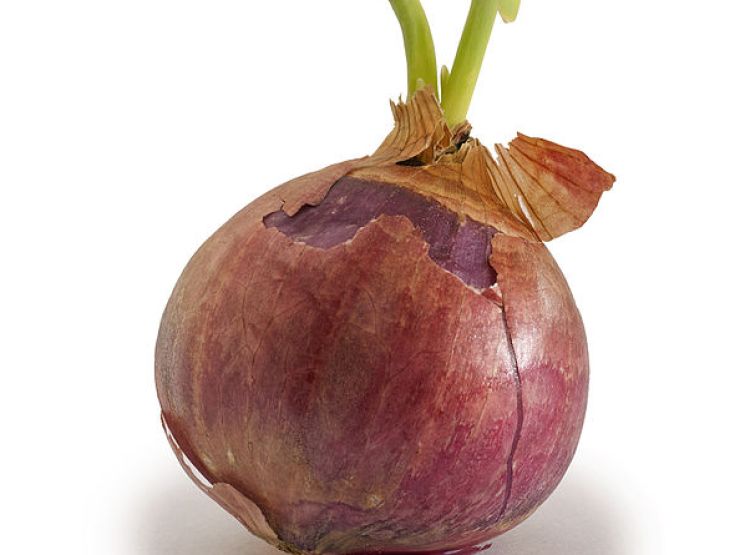 zobrazit detail snímku: Cibule
