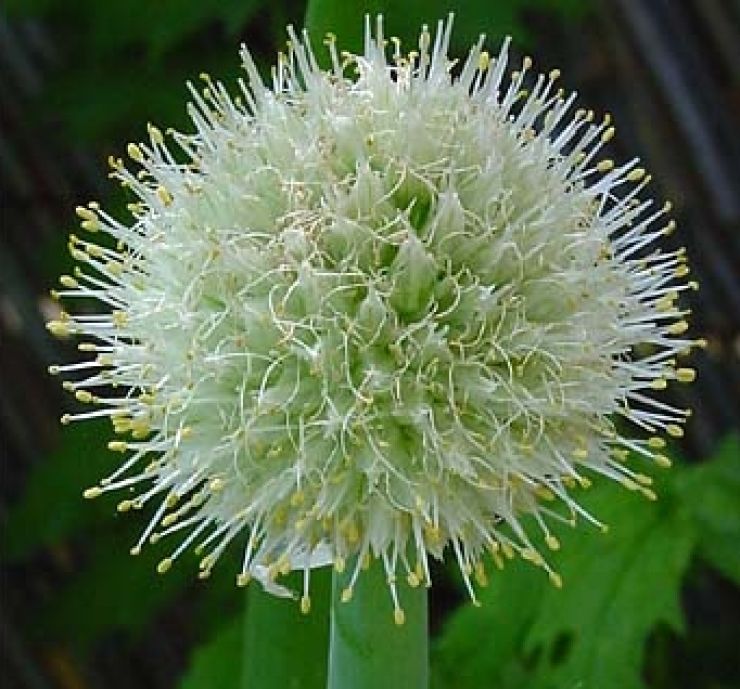 zobrazit detail snímku: Cibule kuchyňská - květ