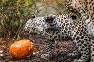 Podzimní „Afrika“ s dýněmi Podzimní „Afrika“ s dýněmi: Přelom října a listopadu patří už tradičně v Safari…