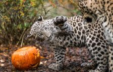 Podzimní „Afrika“ s dýněmi