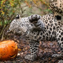 Podzimní „Afrika“ s dýněmi