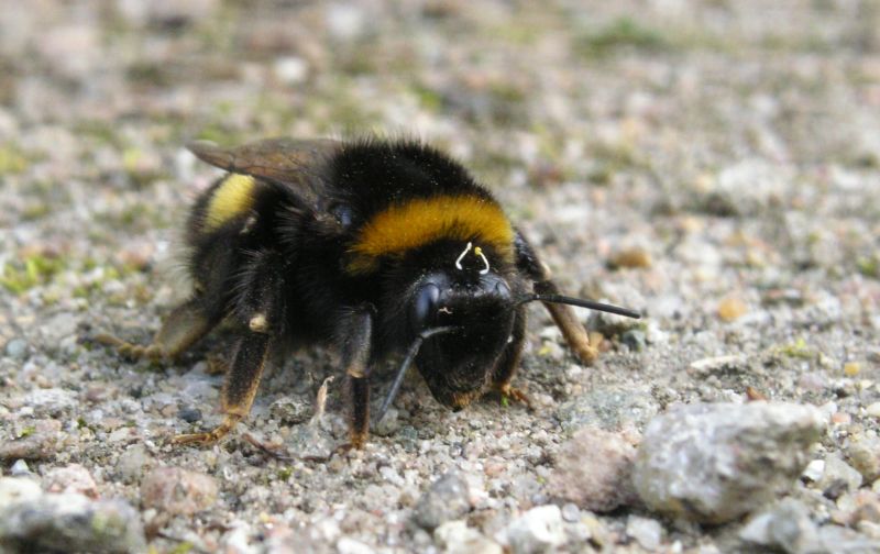 čmelák - klikněte pro zobrazení detailu