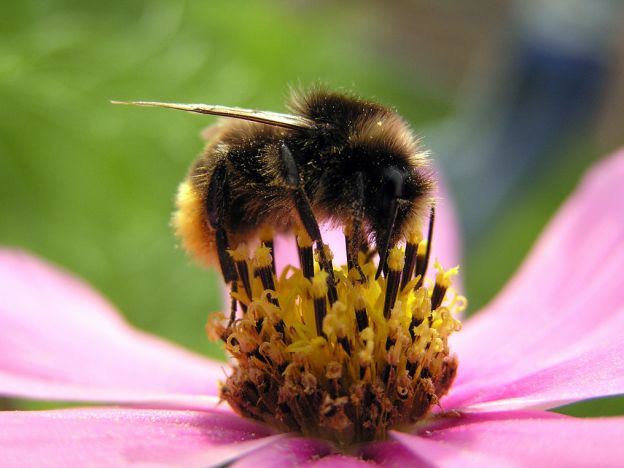 stáhnout tapetu: Čmelák zední