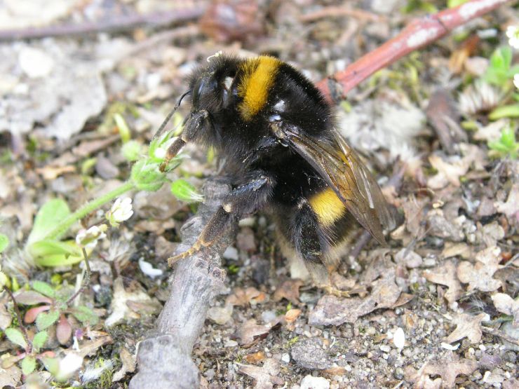 zobrazit detail snímku: čmelák