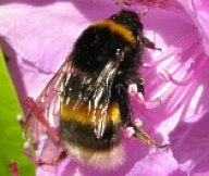 Čmelák zemní - Bombus terrestris: Jeden z nejoblíbenějších druhů hmyzí třídy.…