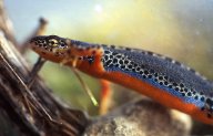 Čolek horský - Triturus alpestris: Na naší planetě žije poměrně velké množství…