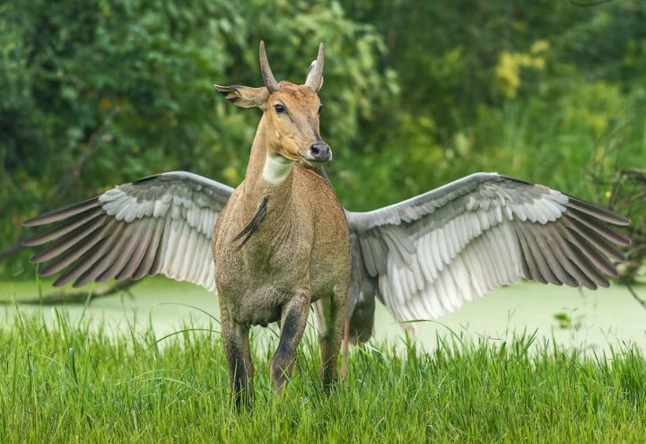 „Pegasus, létající kůň“ - klikněte pro zobrazení detailu