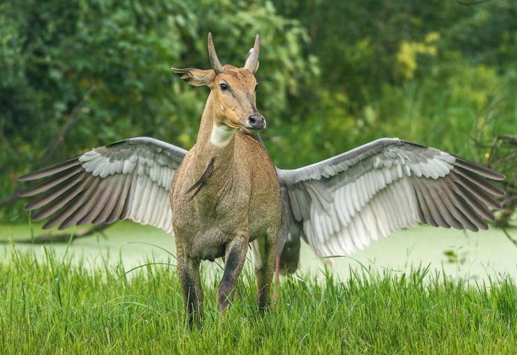 zobrazit detail snímku: „Pegasus, létající kůň“