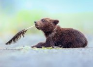 Probíhá mezinárodní soutěž o nejveselejší fotku z divoké přírody. Pomůžete vybrat tu nejlepší?: Máte smysl pro humor a milujete povedené snímky…