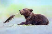 Probíhá mezinárodní soutěž o nejveselejší fotku z divoké přírody. Pomůžete vybrat tu nejlepší?