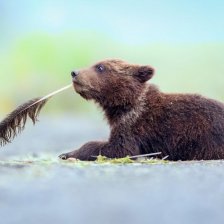 Probíhá mezinárodní soutěž o nejveselejší fotku z divoké přírody. Pomůžete vybrat tu nejlepší?