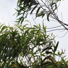 Corymbia citriodora