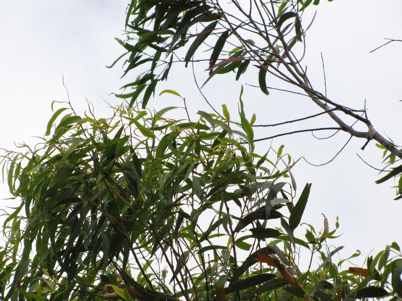Corymbia citriodora - klikněte pro zobrazení detailu