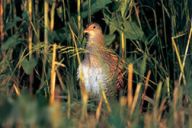 Chřástal polní - Crex crex: Bylo to někdy v první polovině osmdesátých let,…