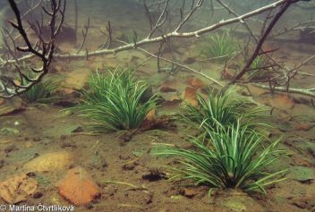Šídlatka jezerní - Isoetes lacustris L. - klikněte pro zobrazení detailu