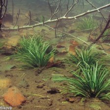 Šídlatka jezerní - Isoetes lacustris L.