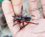Nově objevený thajský pavouk je z půlky samec, z půlky samice: Vědecký svět obletěla zpráva o objevu, která…