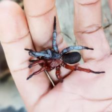 Nově objevený thajský pavouk je z půlky samec, z půlky samice