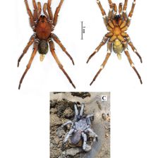 Damarchus inazuma - samec.