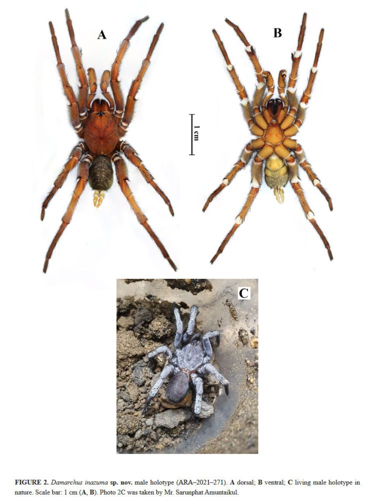zobrazit detail snímku: Damarchus inazuma - samec.