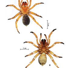 Damarchus inazuma - samice.