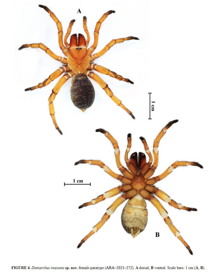 zobrazit detail snímku: Damarchus inazuma - samice.